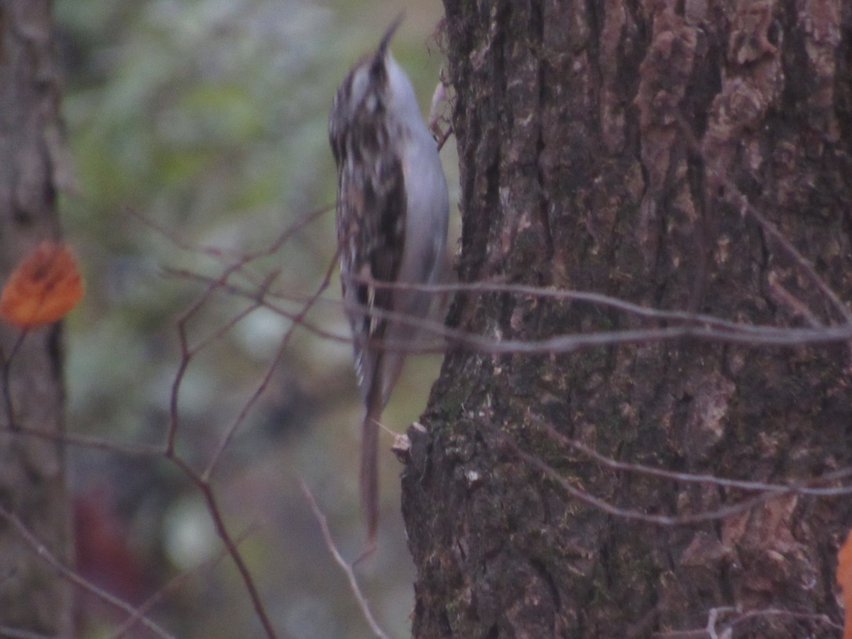 Brown Creeper - ML627336200