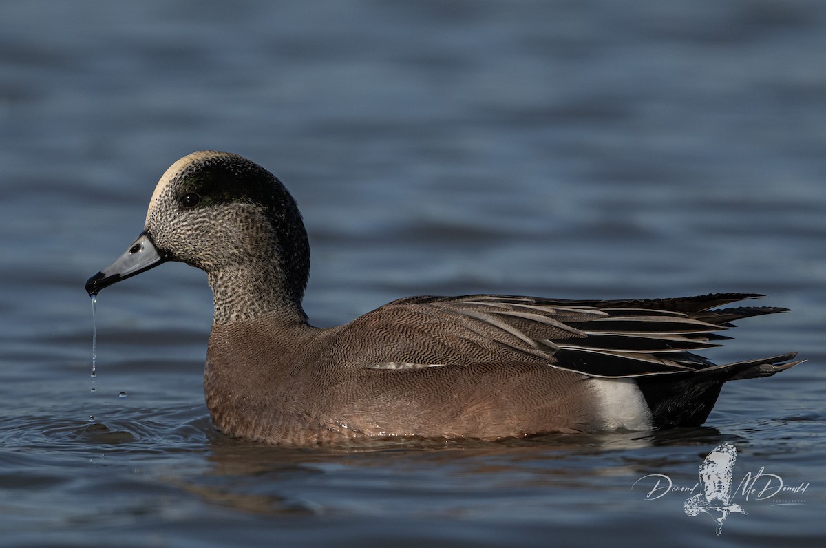 American Wigeon - ML627336204
