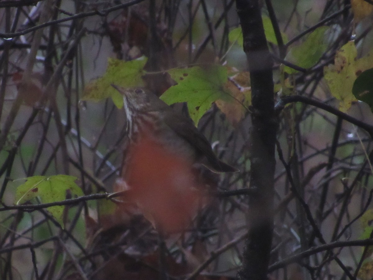 Hermit Thrush - ML627336206