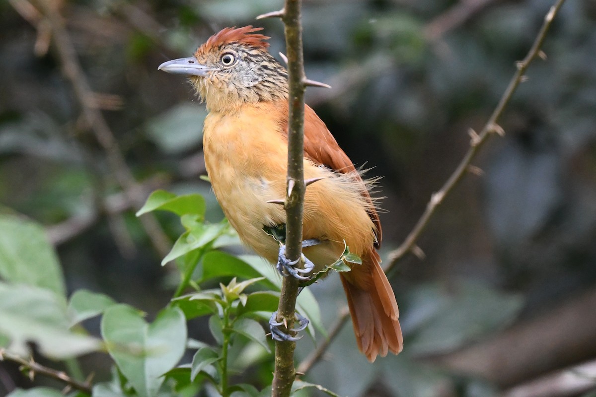 Barred Antshrike - ML627336261