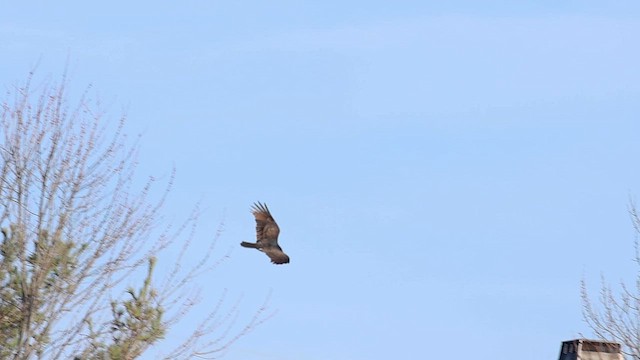 Turkey Vulture - ML627336310