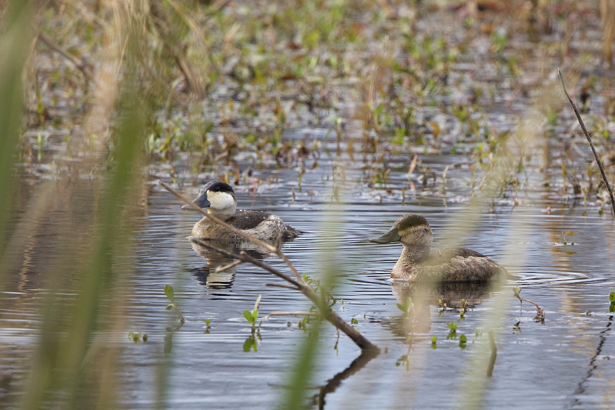Ruddy Duck - ML627336563