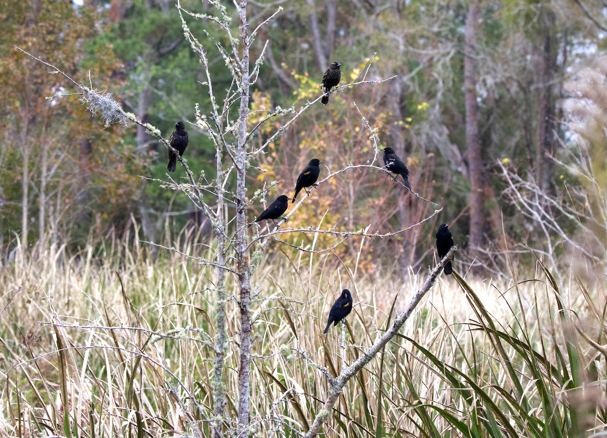 Red-winged Blackbird - ML627336583