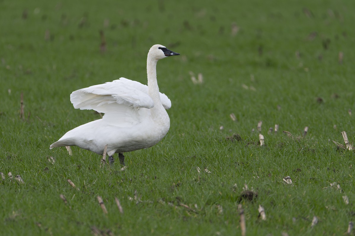 Cisne Trompetero - ML627336598