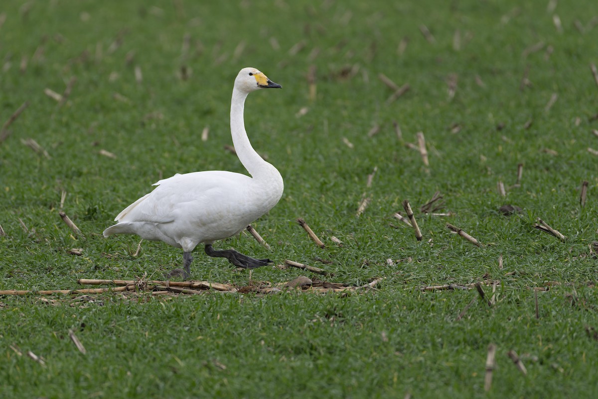 Cisne Cantor - ML627336606