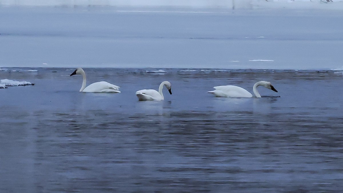 Tundra Swan - ML627336690