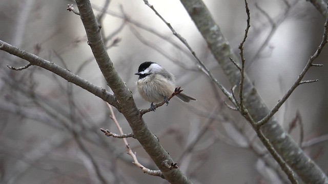 Carolina Chickadee - ML627337387