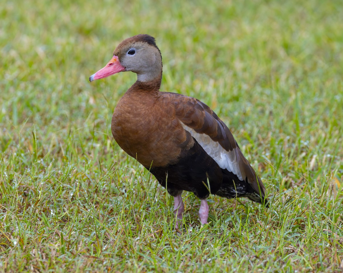 Black-bellied Whistling-Duck - ML627337521