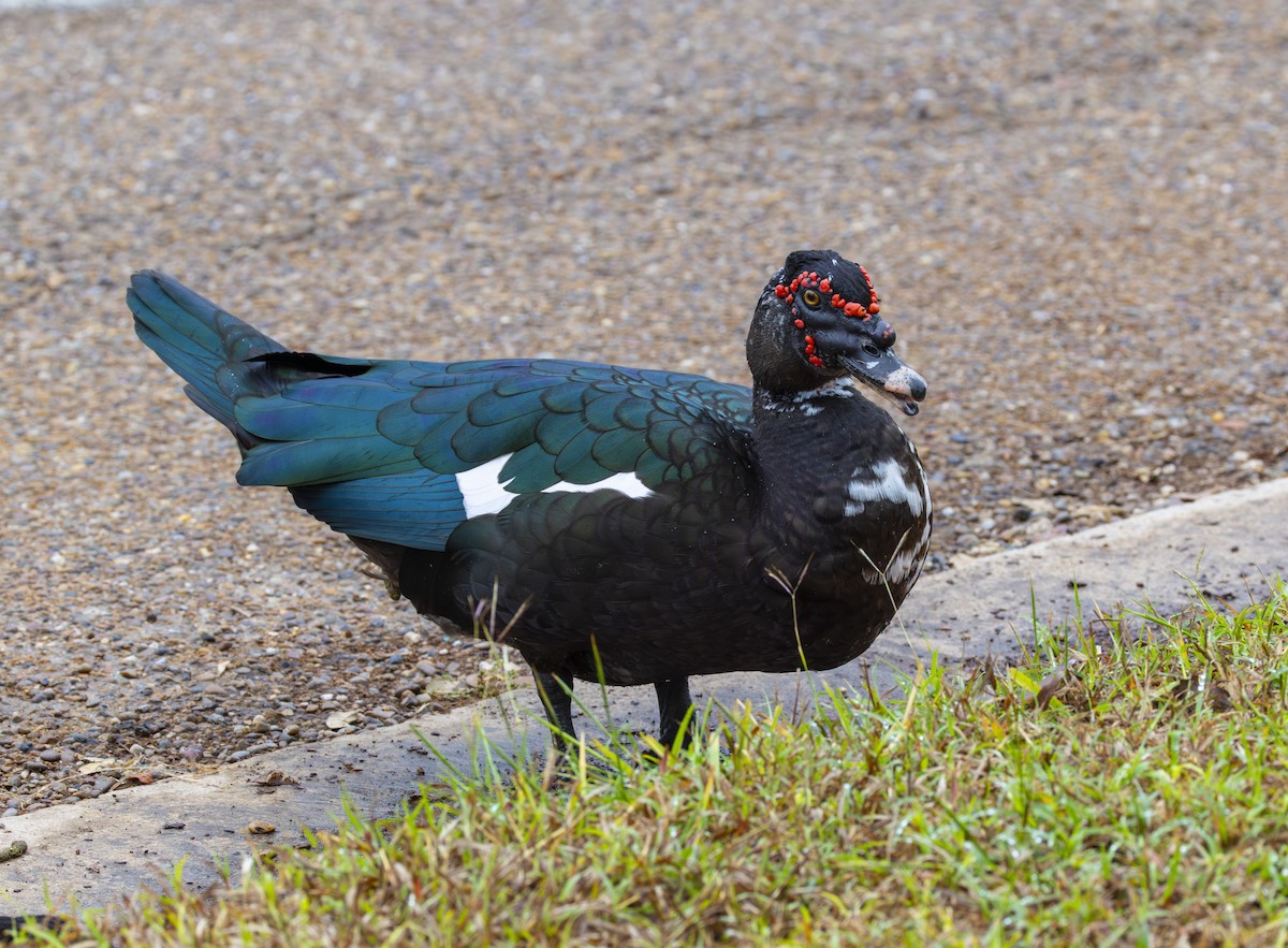 Muscovy Duck (Domestic type) - ML627337524