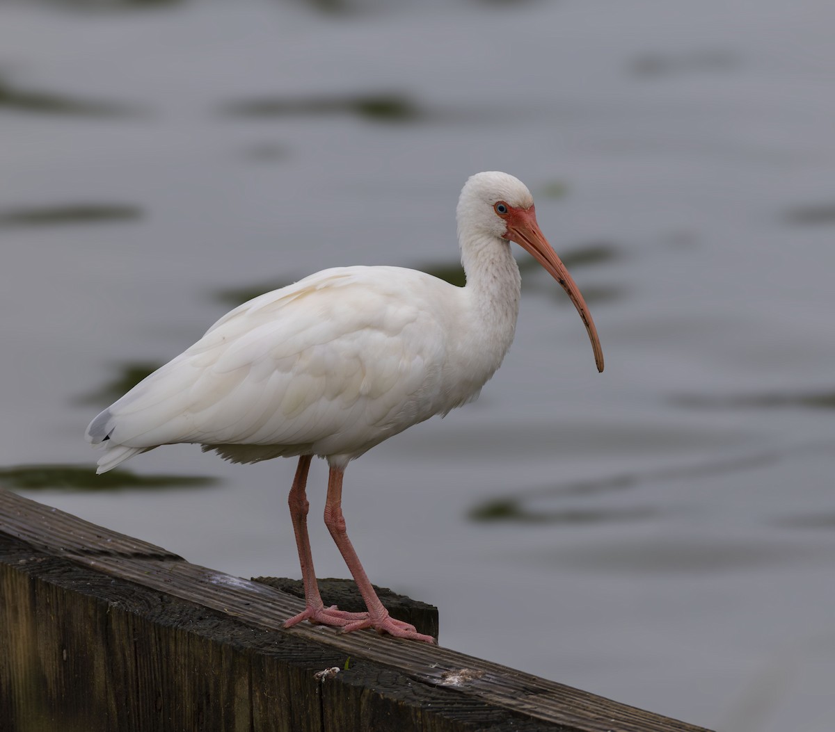 White Ibis - ML627337532