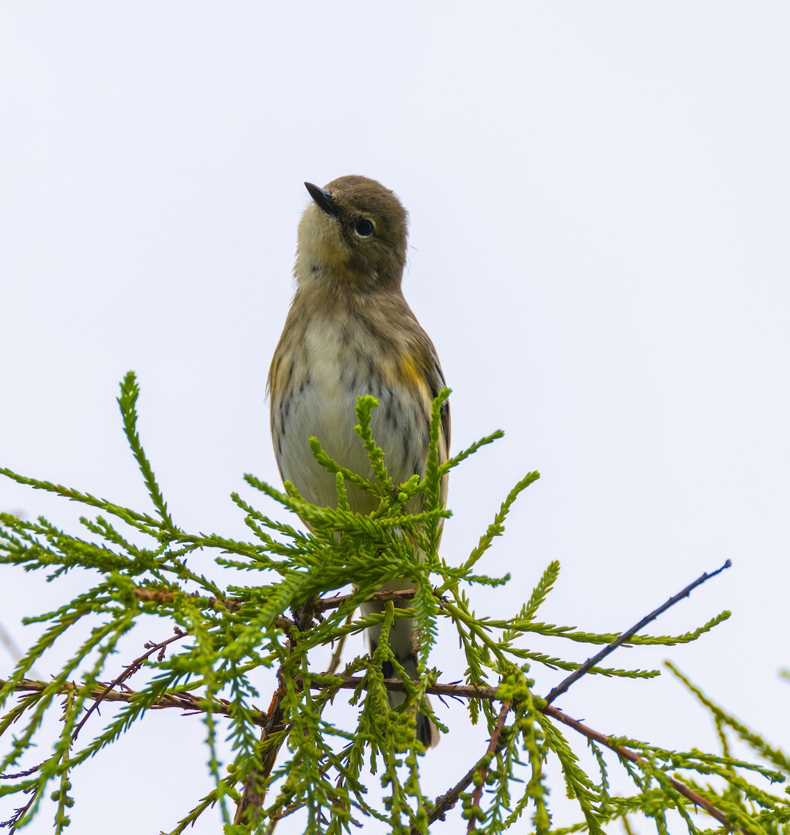 Yellow-rumped Warbler - ML627337535