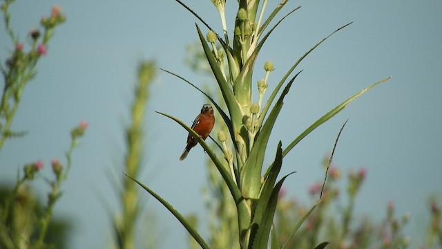 Rufous-rumped Seedeater - ML627337637