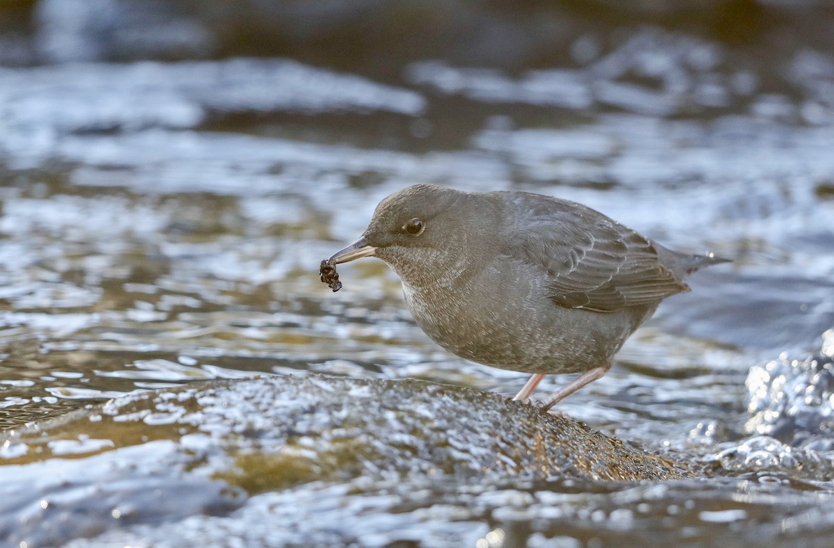 American Dipper - ML627337749