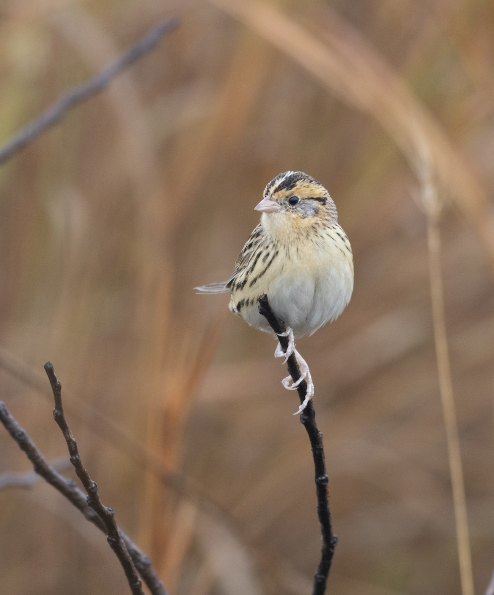 LeConte's Sparrow - ML627337823