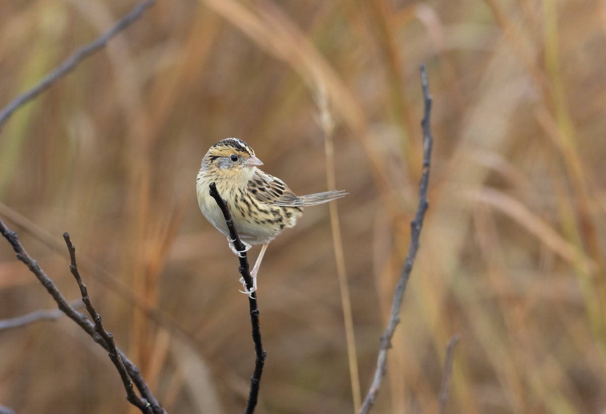 LeConte's Sparrow - ML627337828