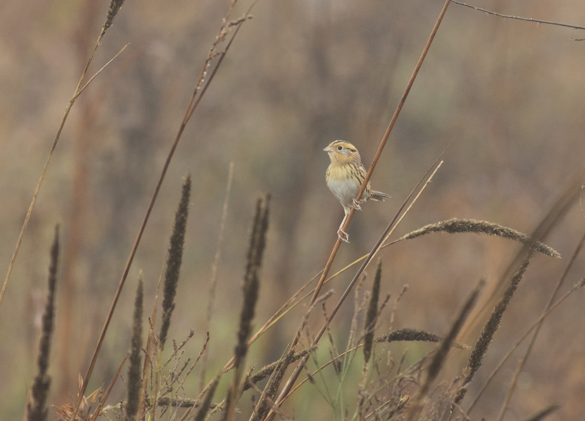 LeConte's Sparrow - ML627337831