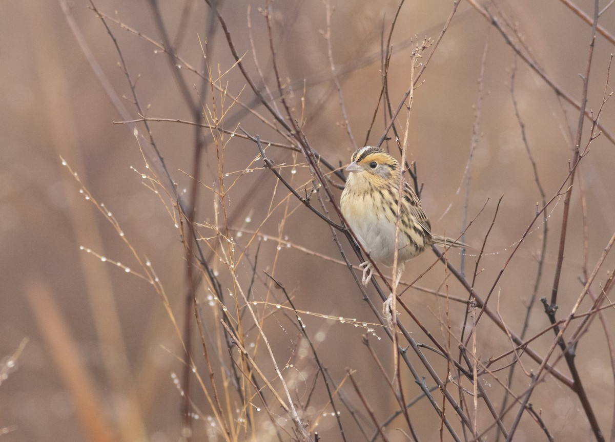LeConte's Sparrow - ML627337832