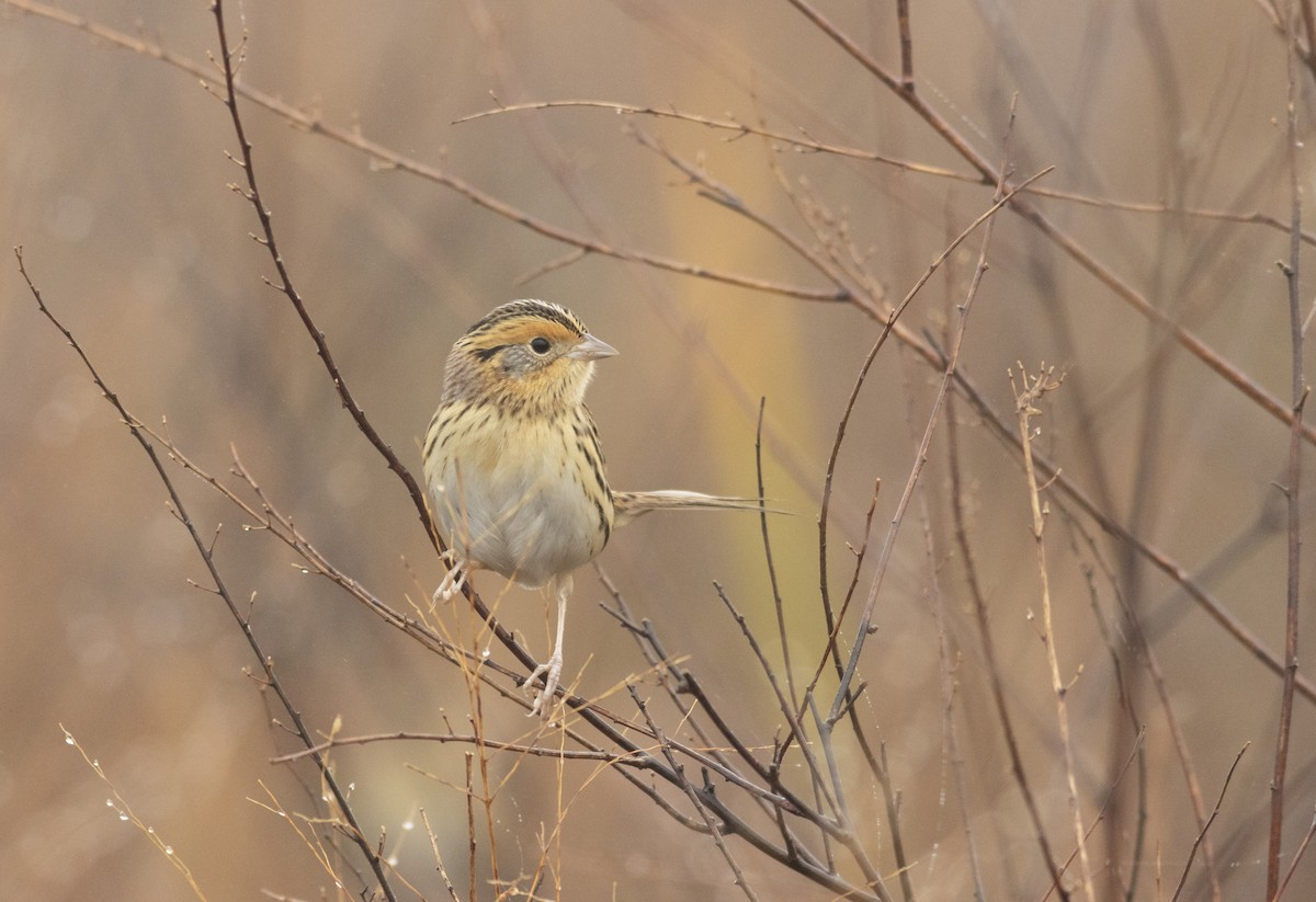 LeConte's Sparrow - ML627337833