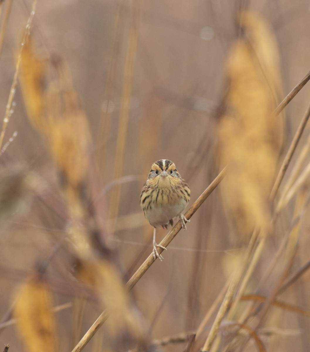 LeConte's Sparrow - ML627337842
