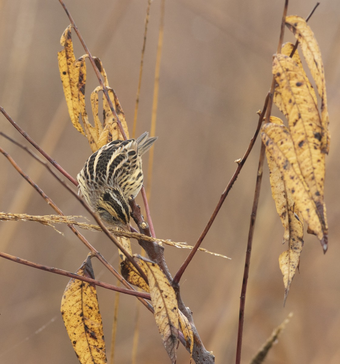 LeConte's Sparrow - ML627337844
