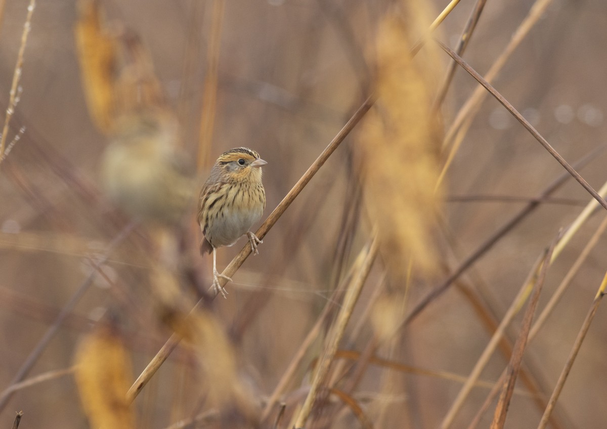 LeConte's Sparrow - ML627337845