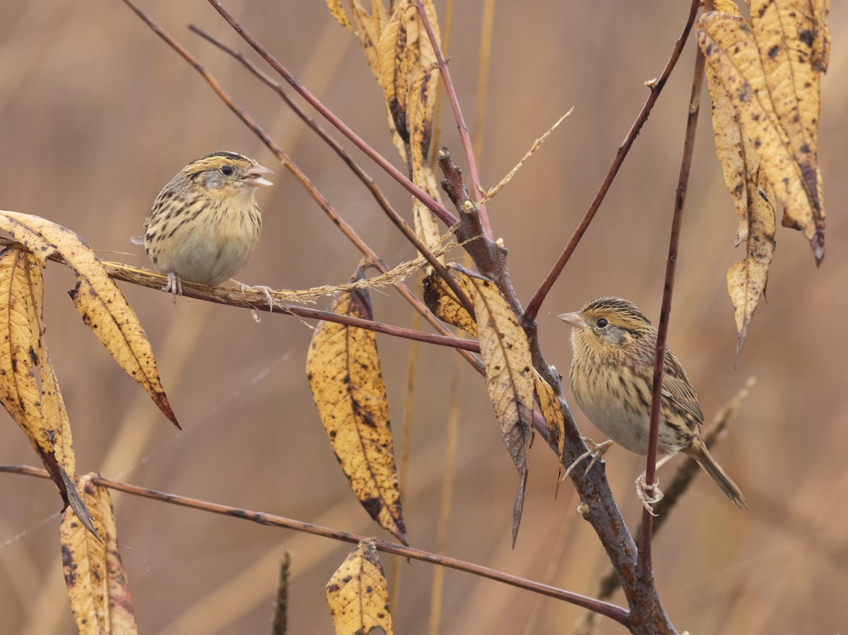 LeConte's Sparrow - ML627337846