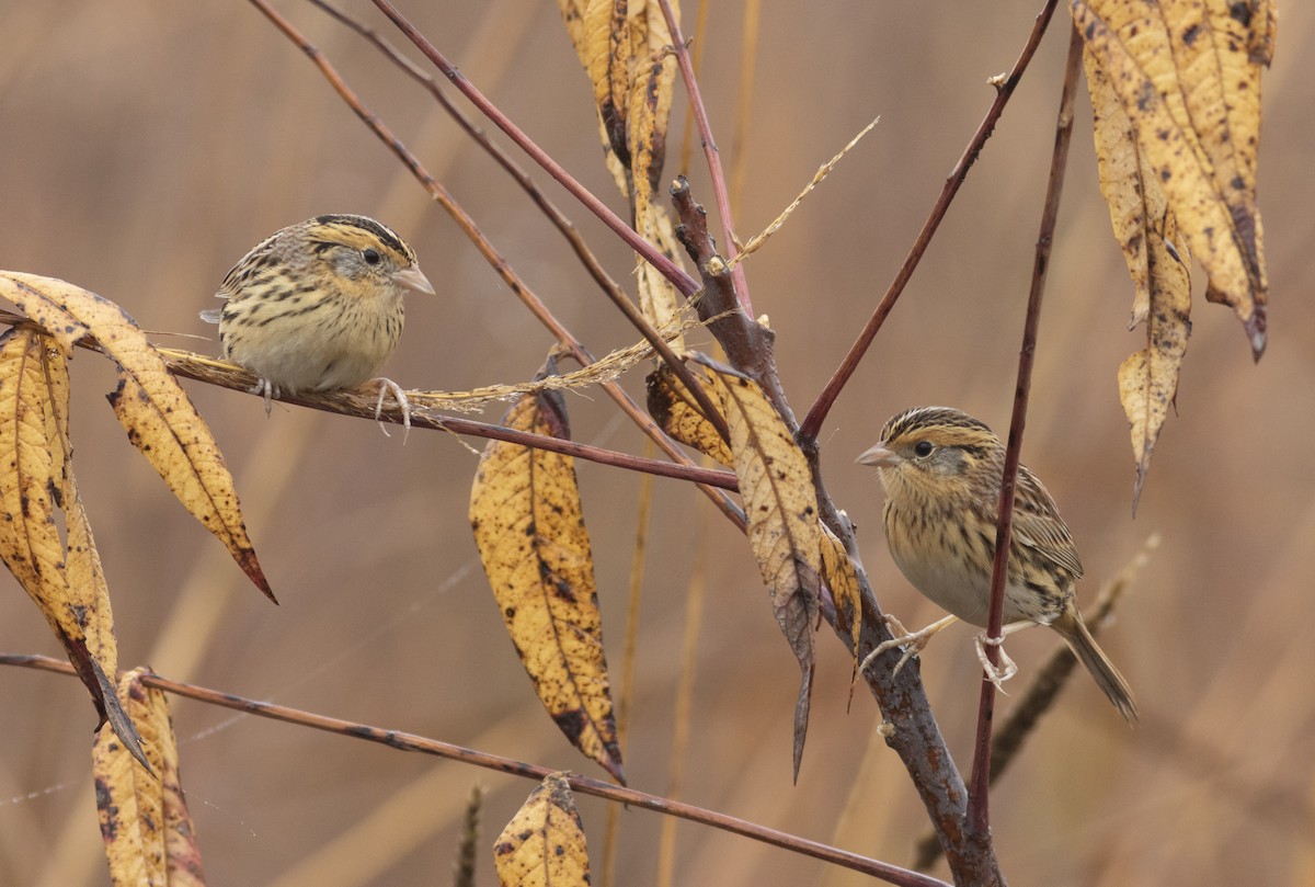 LeConte's Sparrow - ML627337847