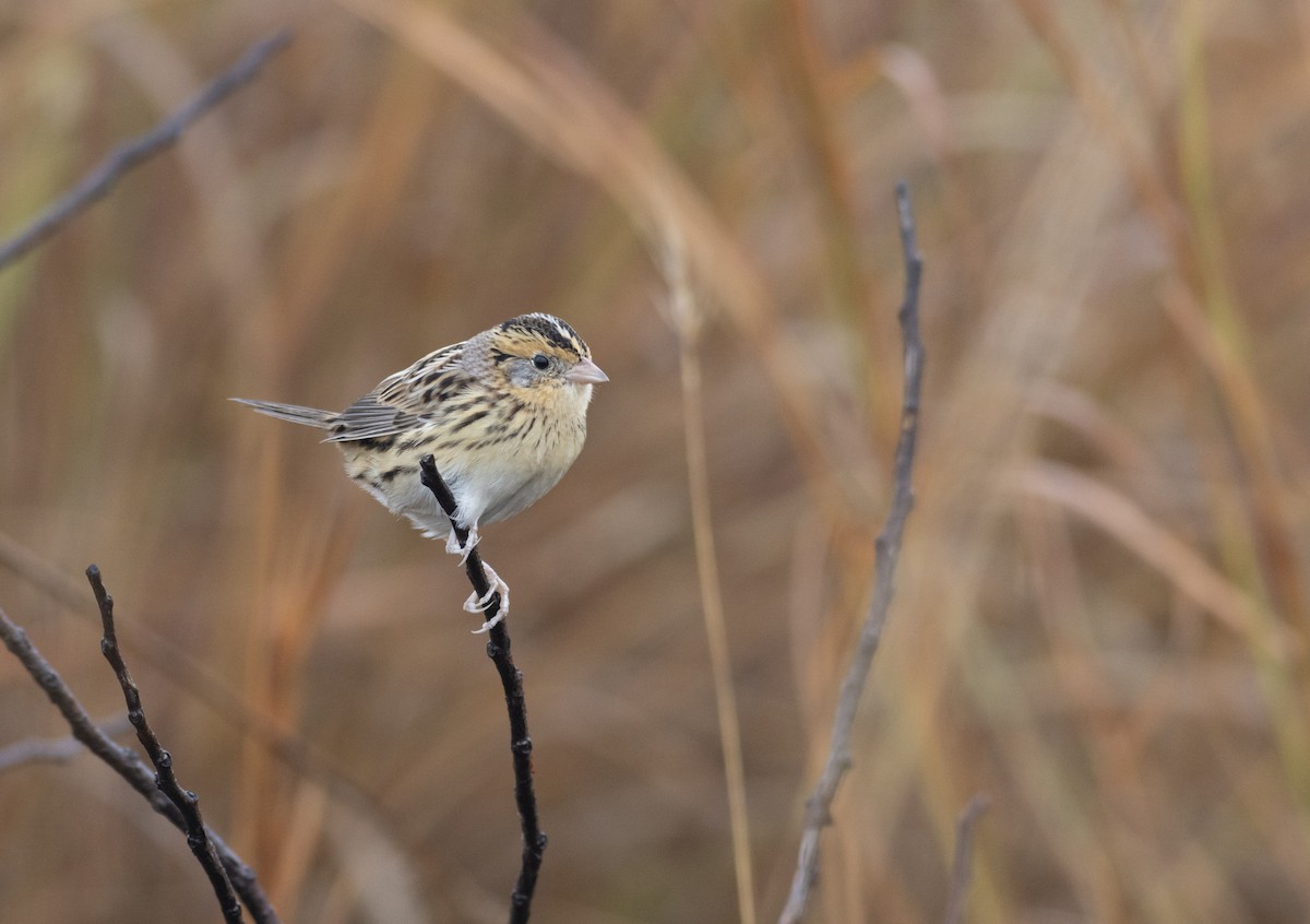 LeConte's Sparrow - ML627337848