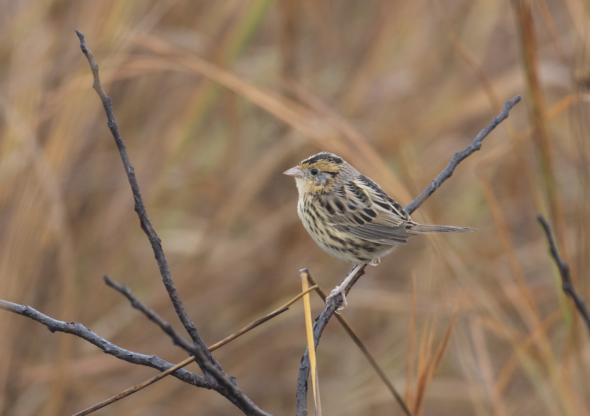 LeConte's Sparrow - ML627337849