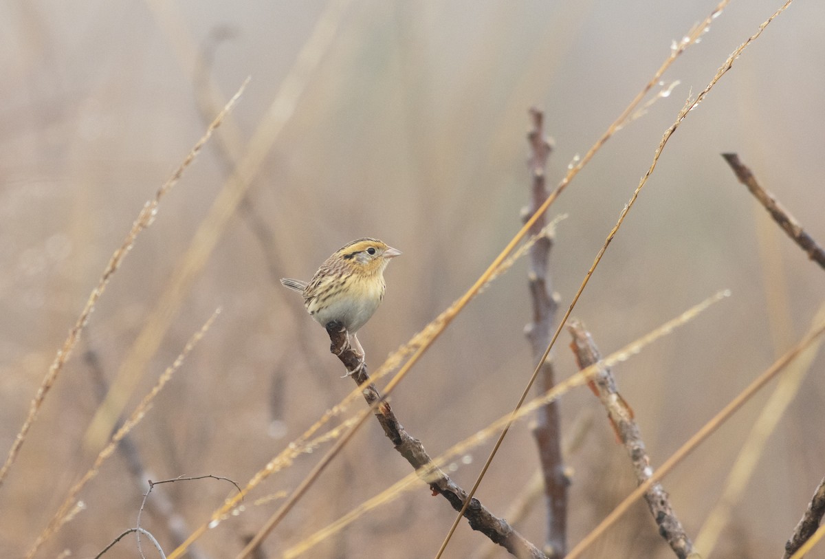LeConte's Sparrow - ML627337851
