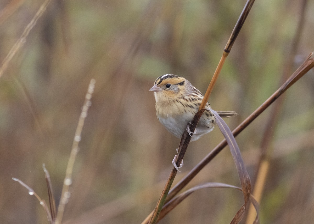 LeConte's Sparrow - ML627337852