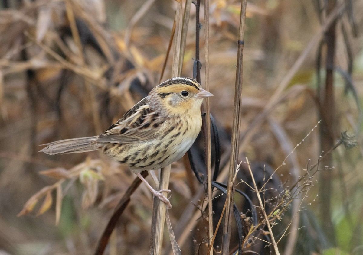 LeConte's Sparrow - ML627337854