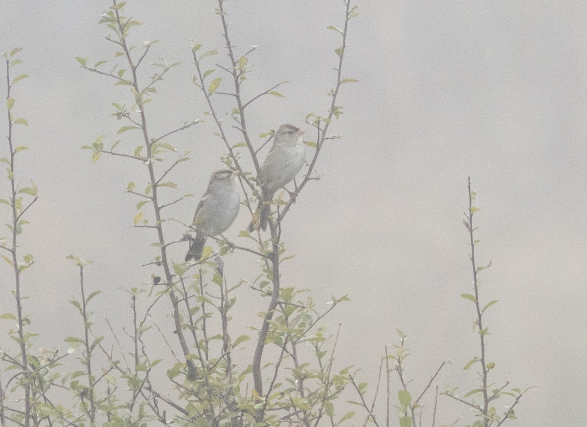 White-crowned Sparrow - ML627337873