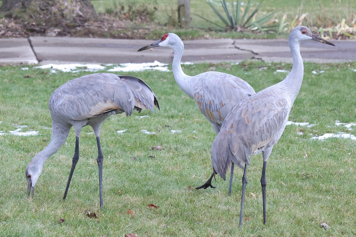 Sandhill Crane - ML627337982