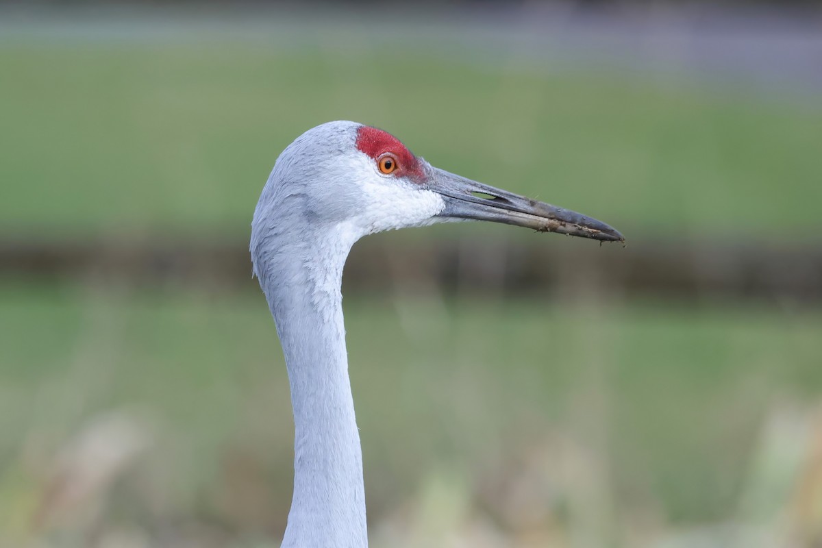 Sandhill Crane - ML627337985