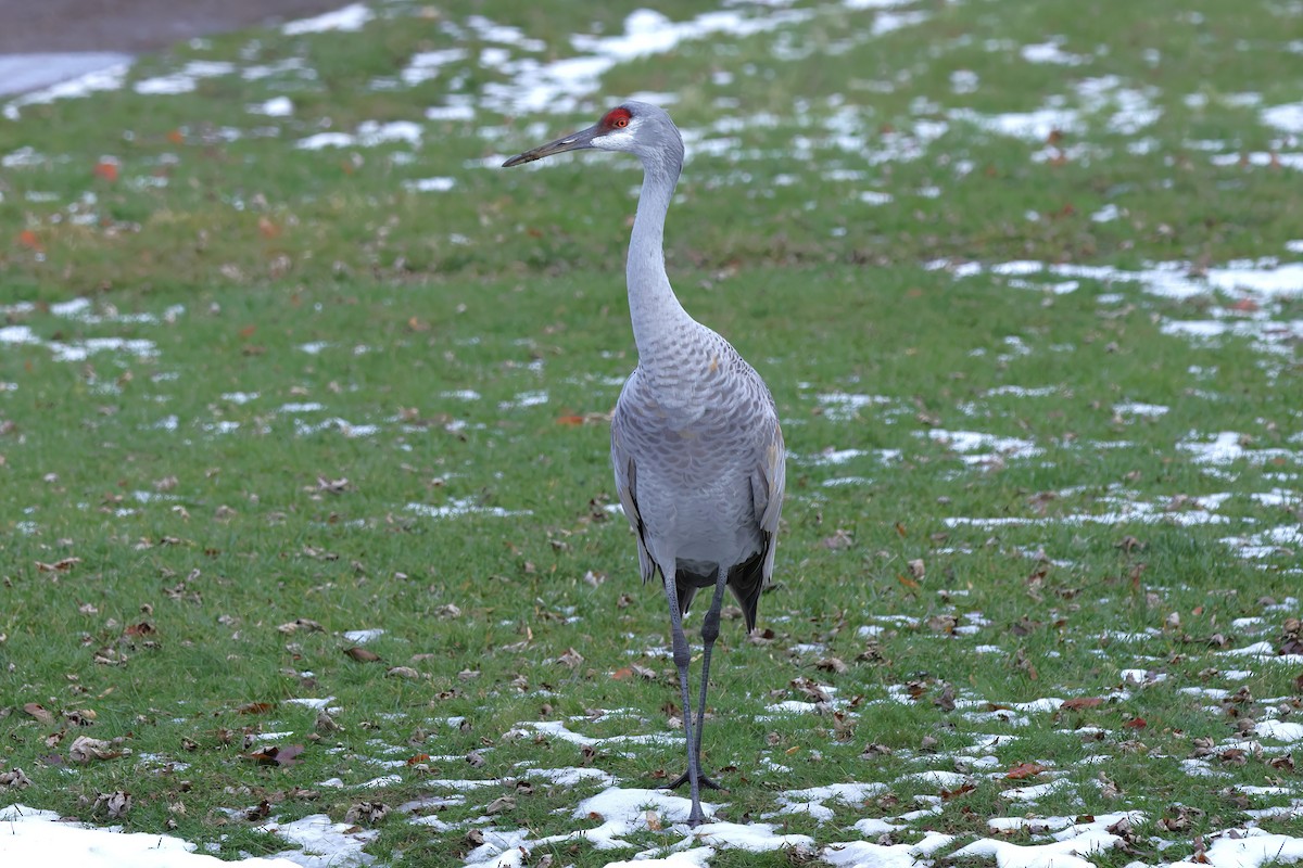 Sandhill Crane - ML627337992