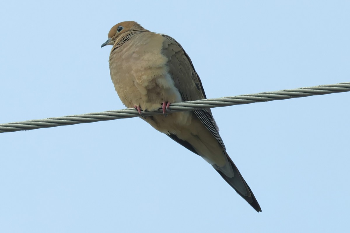 Mourning Dove - ML627338011