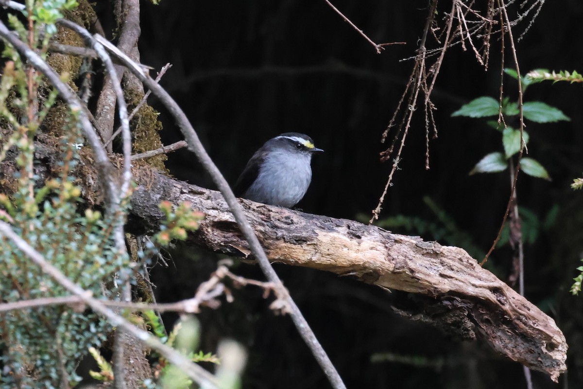 Crowned Chat-Tyrant - ML627338043