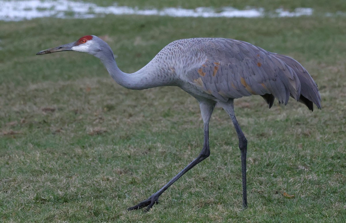 Sandhill Crane - ML627338047