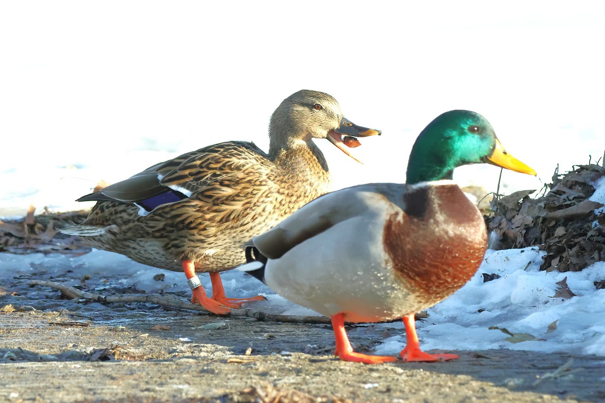 Mallard - ML627338058