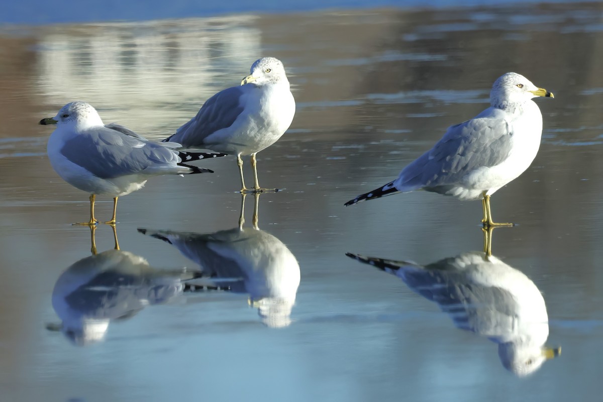Ring-billed Gull - ML627338068