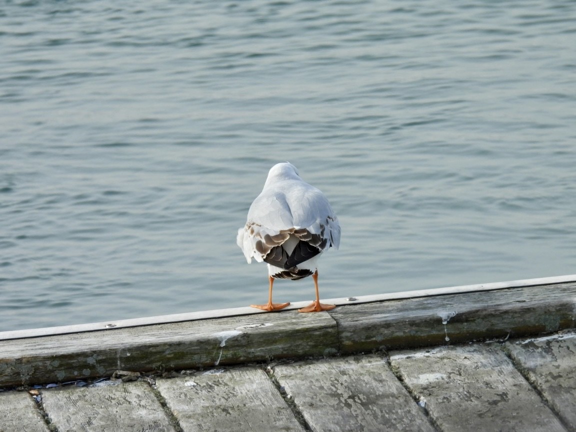 Black-headed Gull - Cynthia Bloomquist