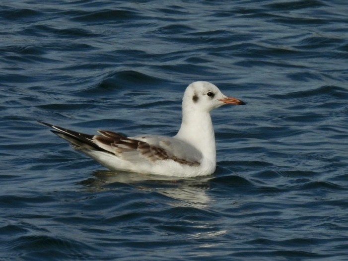 Black-headed Gull - Cynthia Bloomquist