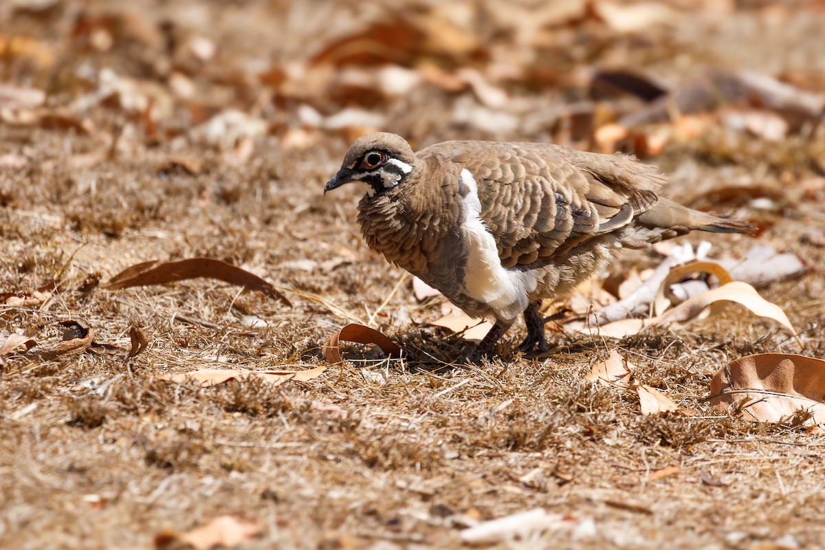 Squatter Pigeon - ML627338100