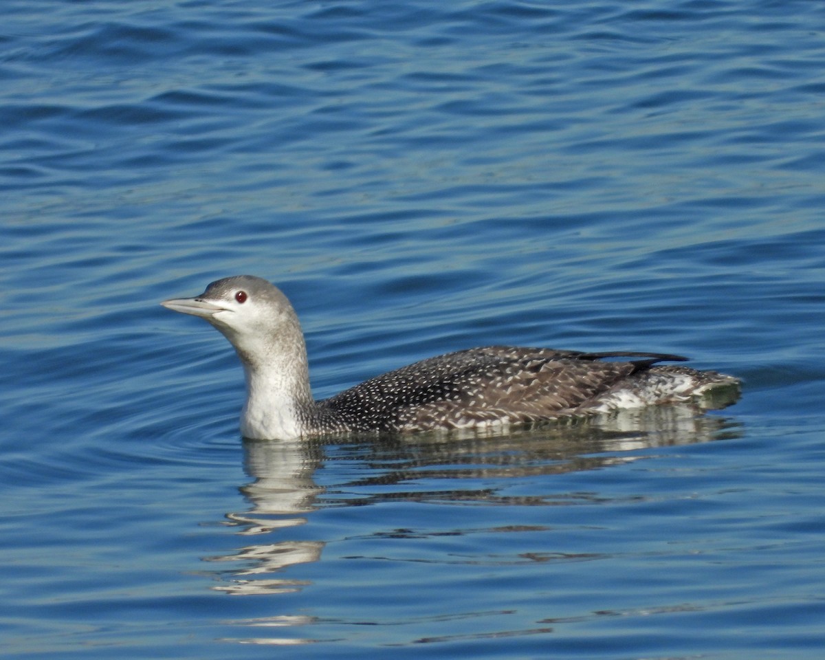 Plongeon catmarin - ML627338161