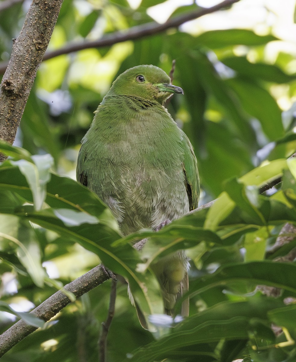 Whistling Dove - ML627338171