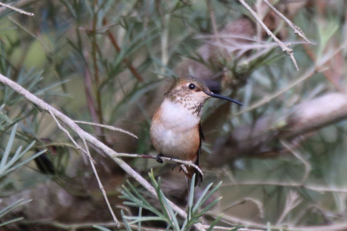 Colibri d'Allen - ML627338186