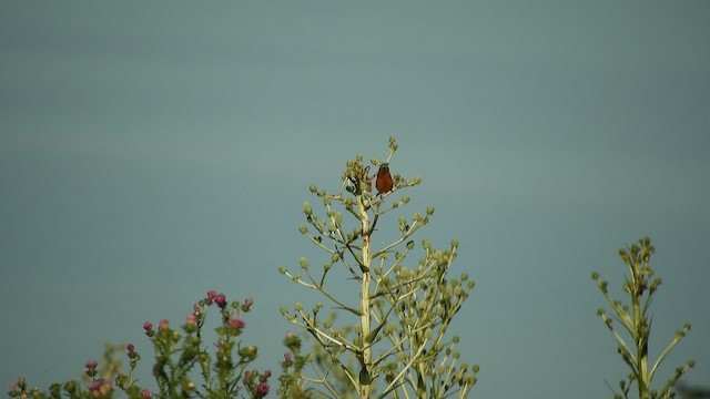 Rufous-rumped Seedeater - ML627338198