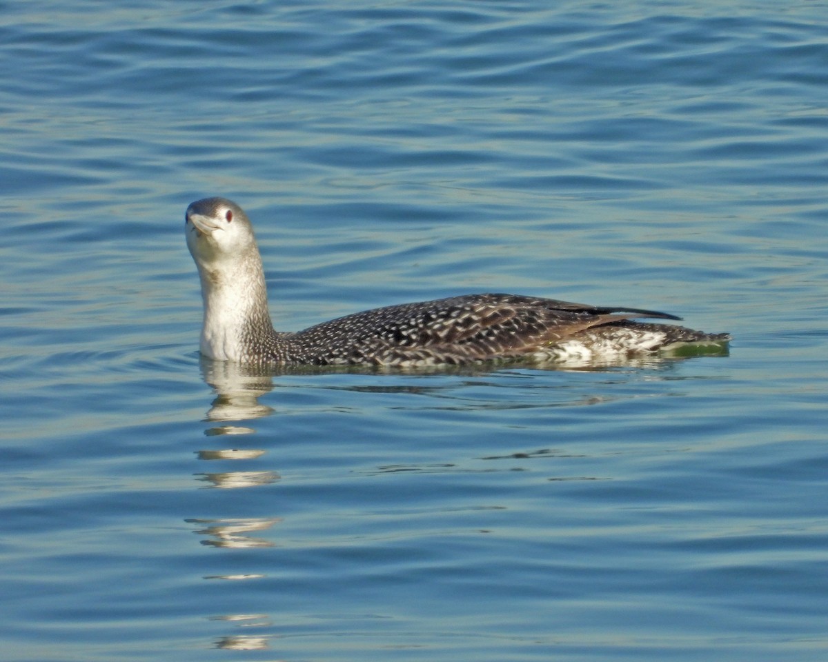 Plongeon catmarin - ML627338254