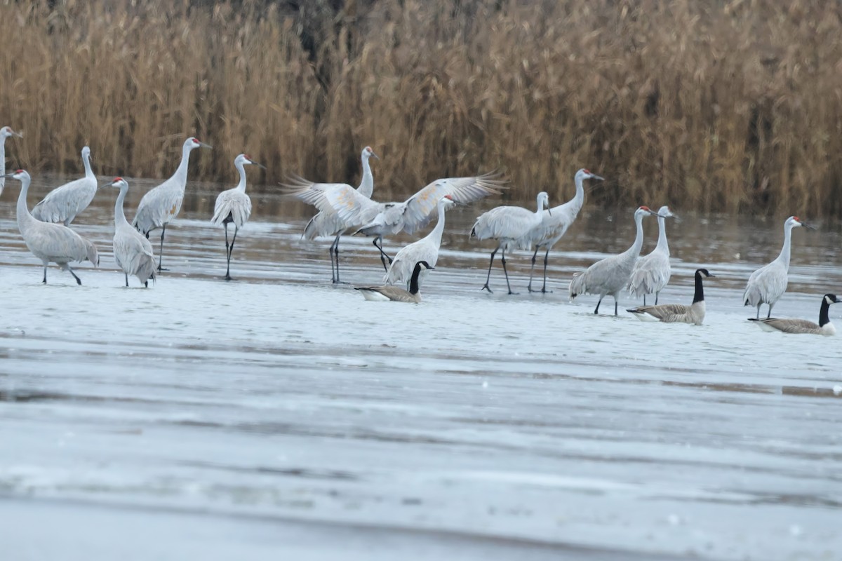 Sandhill Crane - ML627338281